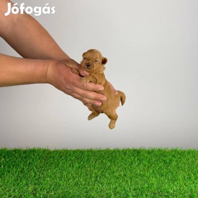 Szerződéssel Pomapoo kutyusok oltással, chippel