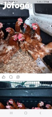 Szezon indító tyúkvásár!