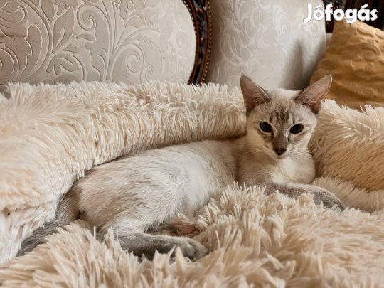 Sziámi cica macska