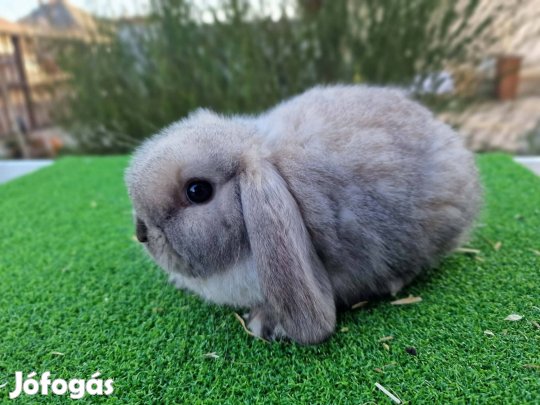 Sziámi mini kosorrú nyuszik,  törpenyúl,  lógófülű 