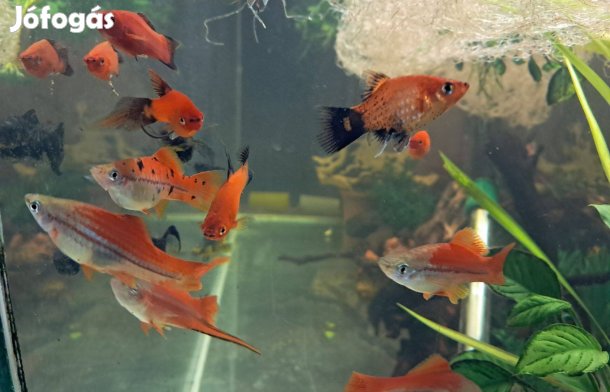 Szifó díszhal eladó