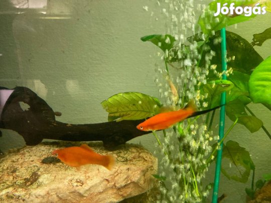 Szifó halak eladók-