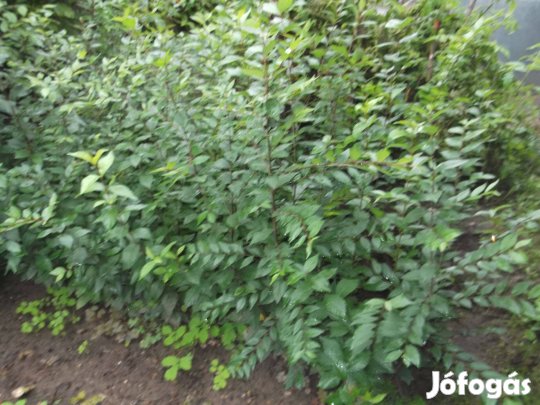 Szíl csodasövény eladó!