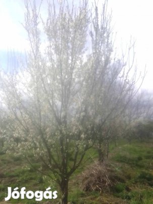 Szilva fa csemete eladó
