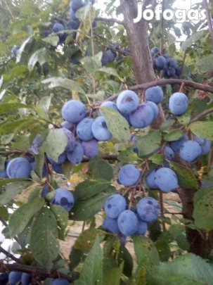 Szilva fa csemete eladó