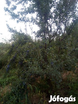 Szilva fa csemete eladó.80cm-1,2-ig