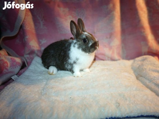 Színes Törpenyúl / nyúl