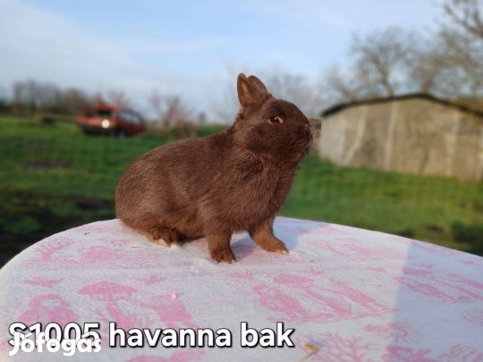 Színes Törpenyúl / nyúl