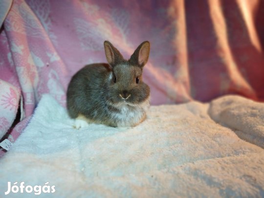 Színes Törpenyúl / nyúl