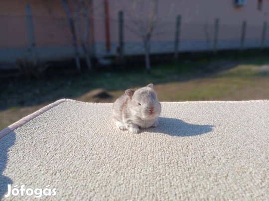 Színes " holland" Törpenyúl / nyúl