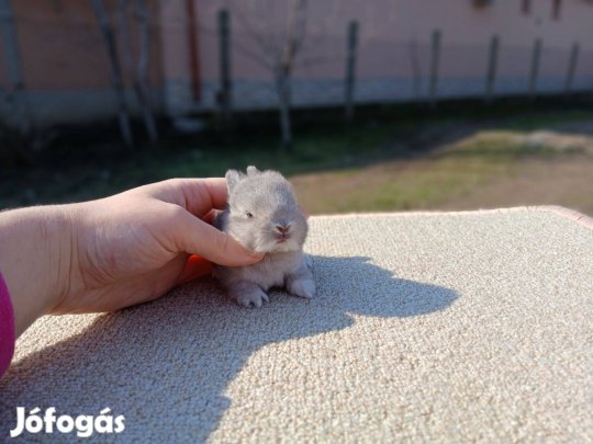 Színes " holland " Törpenyúl / nyúl