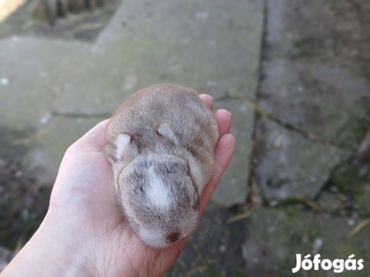 Színes " holland " Törpenyúl / nyúl