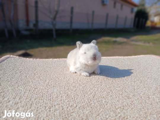 Színes " holland " Törpenyúl / nyúl