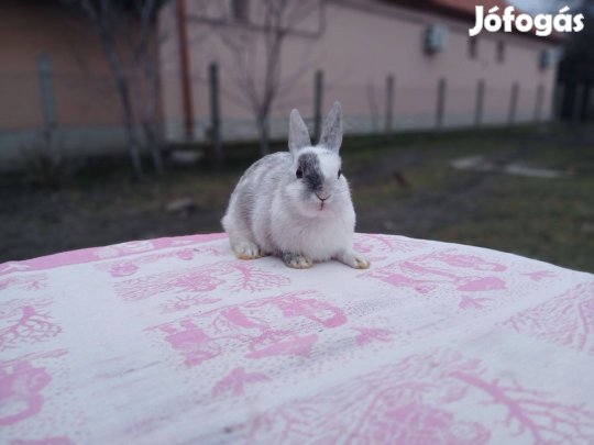 Színes "holland" törpenyúl / nyúl