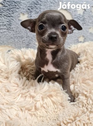 Színes csivava babák foglalhatók!