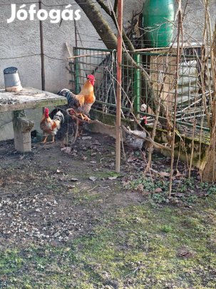Színes krédli kakasoktól és tyúkoktól , tojások eladók