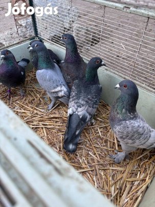 Színes posta galamb eladó. Csere nem érdekel. Csak telefonon vagyok el
