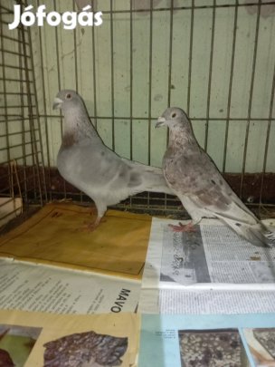 Színes posta galambok eladók vagy csere