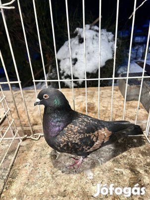 Színes postagalamb eladó