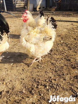 Színes tojás tenyésztojás eladó