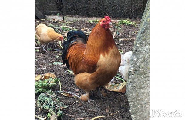 Színes tojásszínt örökítő, törpe kakasok keresnek gazdát