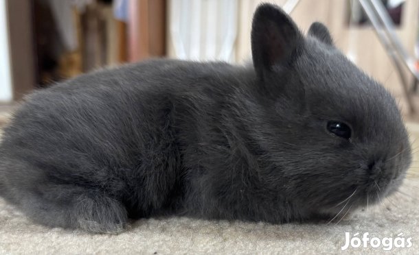 Színes törpe nyúl