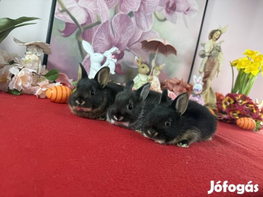 Színes törpe nyúl, nyuszi, törpenyúl