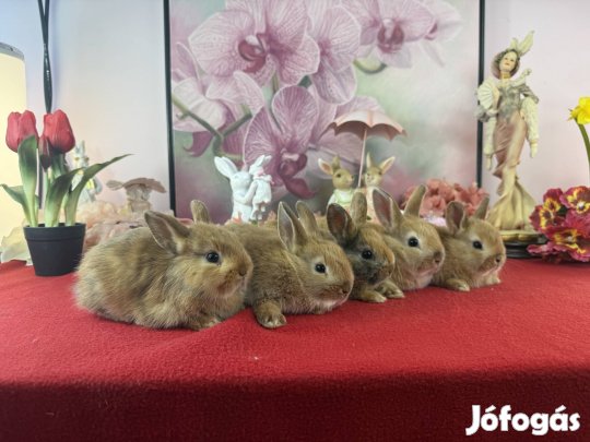 Színes törpe nyúl, nyuszi, törpenyúl