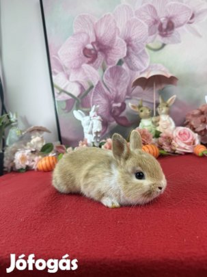 Színes törpe nyúl, nyuszi, törpenyúl