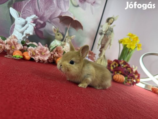 Színes törpe nyúl, nyuszi, törpenyúl