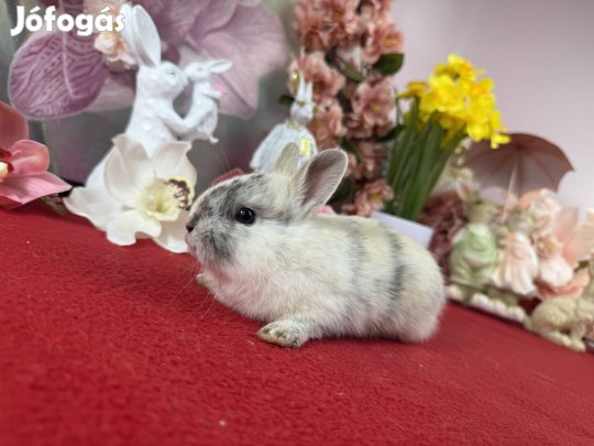 Színes törpe nyúl, nyuszi, törpenyúl, törpenyuszi