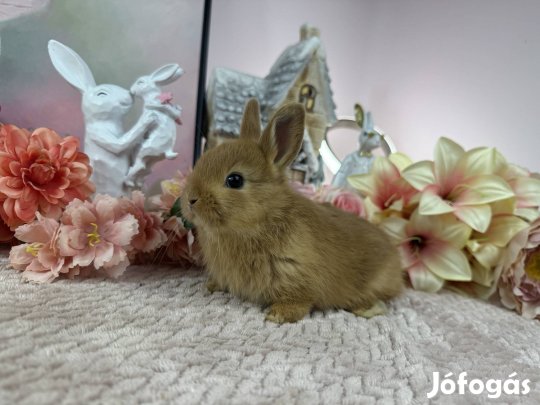 Színes törpe nyúl, nyuszi, törpenyúl, törpenyuszi