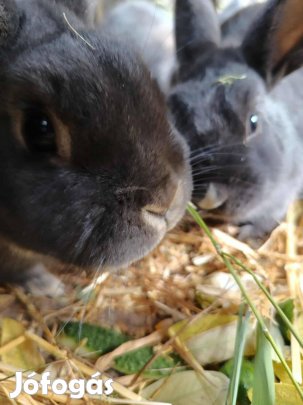 Színes törpenyúl baknyúl