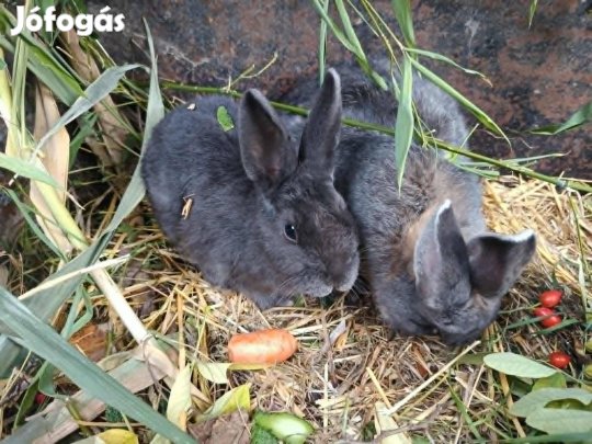 Színes törpenyúl költözne baknyúl