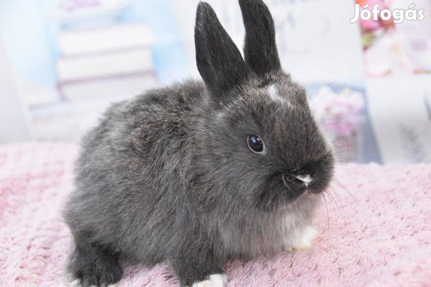 Színes törpenyuszi, holland törpenyúl