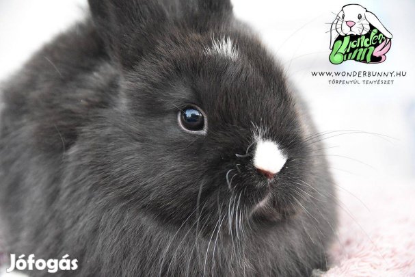 Színes törpenyuszi, holland törpenyúl