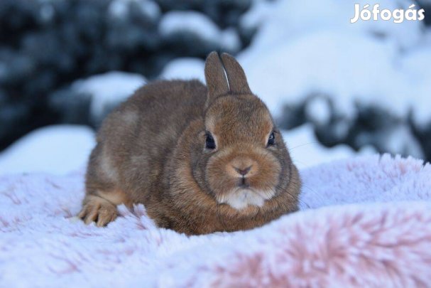 Színes törpenyuszi tenyészetből