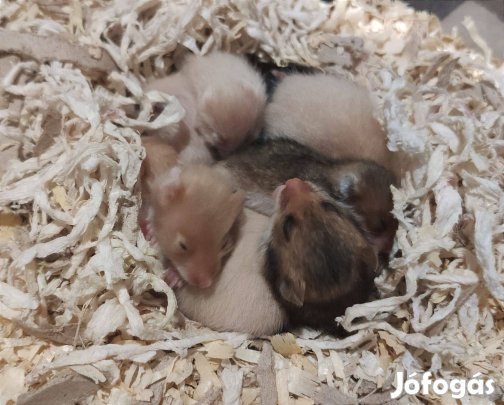 Szíria aranyhörcsög