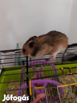 Szíriai arany hörcsög