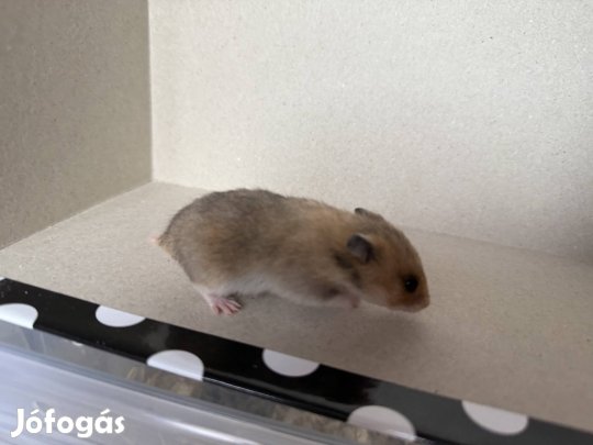 Szíriai aranyhörcsög 