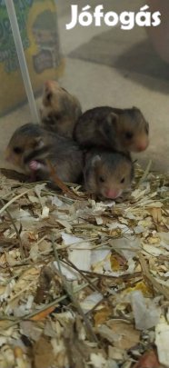 Szíriai aranyhörcsög babák költöznének