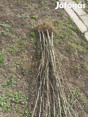 Szíriai mályva cserje lila színű 