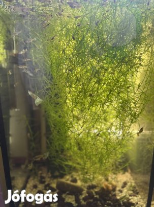 Szivárványos Guppi