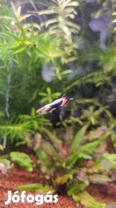 Szivárványos guppi