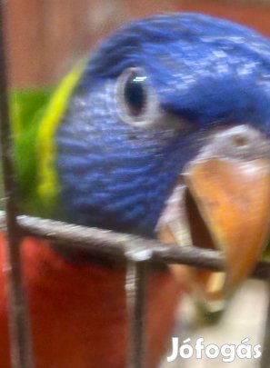 Szivárványos lóri