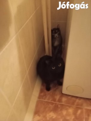 Szoba cica egyik 4 éves a fekete 2 játékosok