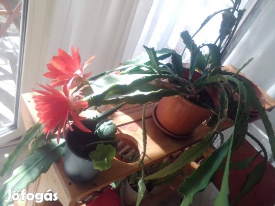 Szoba növények eladók