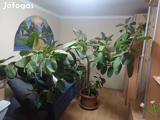 Szoba óriás fikusz
