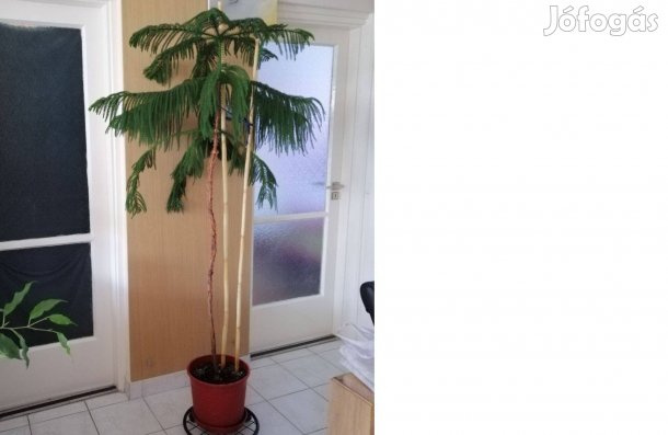 Szobafenyő 175 cm magas! dekoratív nagyméretű,félár alatt,fának nevelt