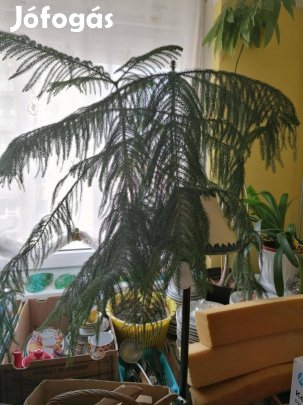 Szobafenyő 3 szárú egyben